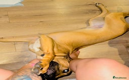 Mixed Breed dogs for sale: Belgian Shepherd (Malinois) for Sale - Image 7