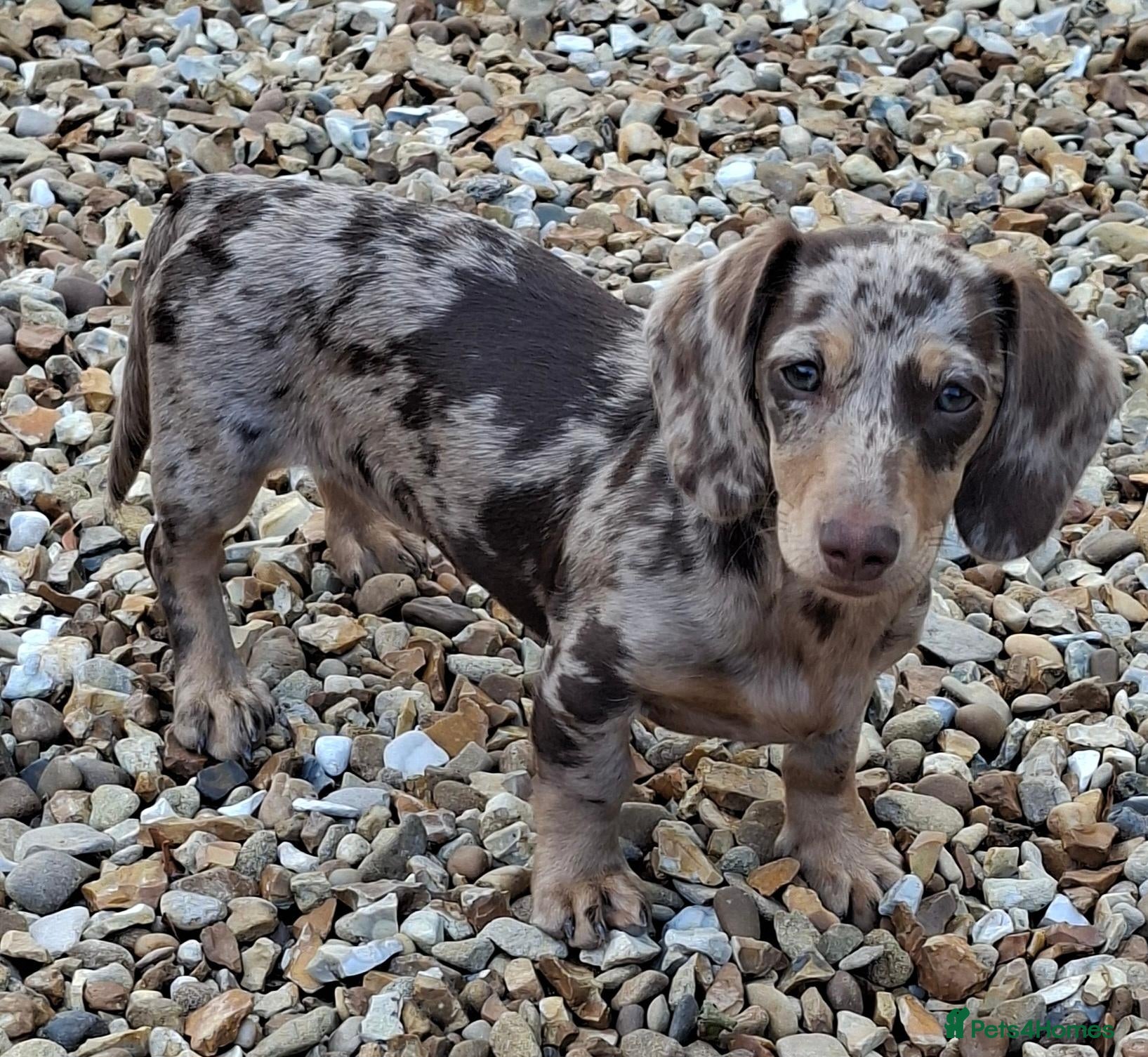 Miniature Dachshund dogs Gorgeous dapple miniature Dachshund  - Advert 7