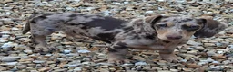 Miniature Dachshund dogs for sale: Gorgeous dapple miniature Dachshund  - Advert 1