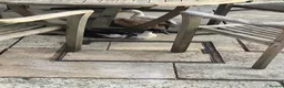 Ducks poultry for sale: 5 female ducks  in Petersfield - Advert 17