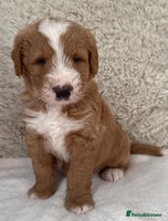 Australian Labradoodle dogs Australian Labradoodle Pups - Advert 7