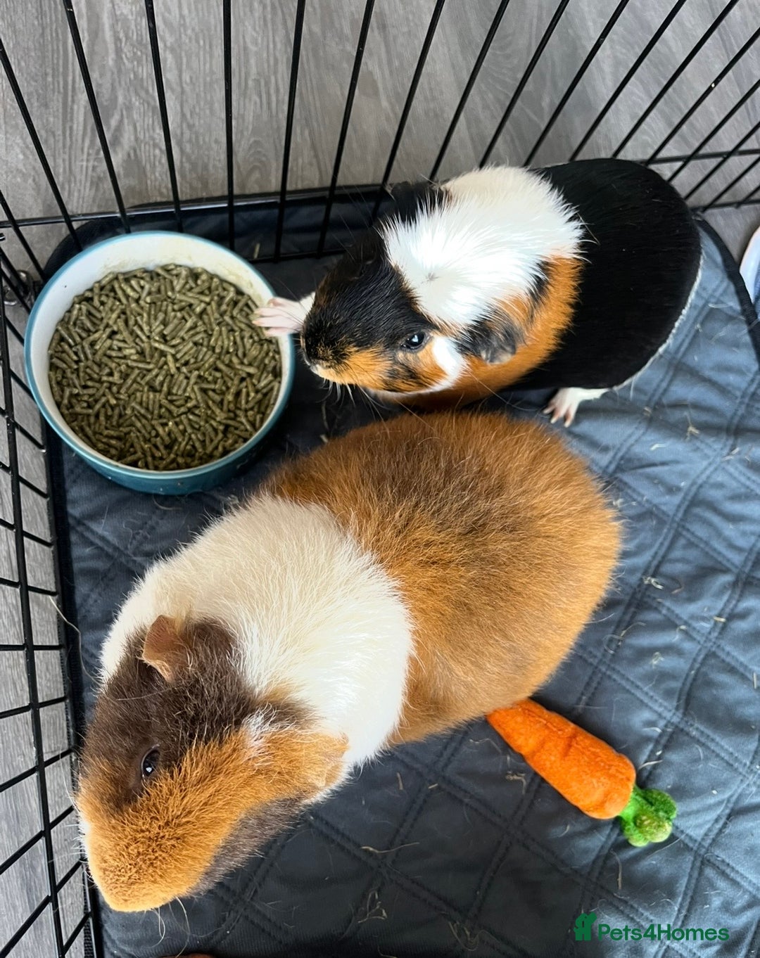Guinea Pig rodents for sale: 2x Male Guinea Pigs, Everything Included - Advert 4