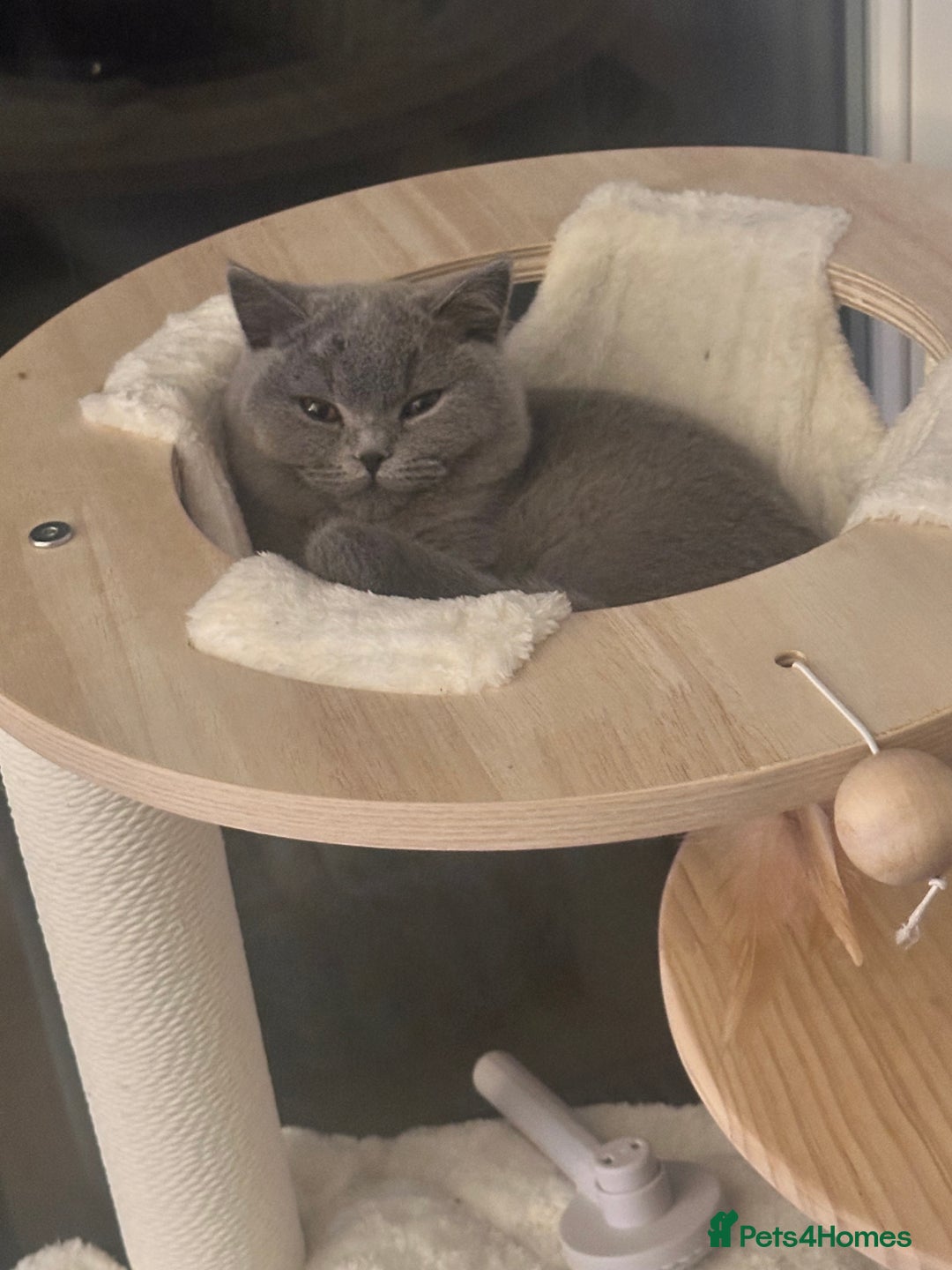 British Shorthair cats for sale: British Shorthair Male, Blue, 13 months - Advert 3