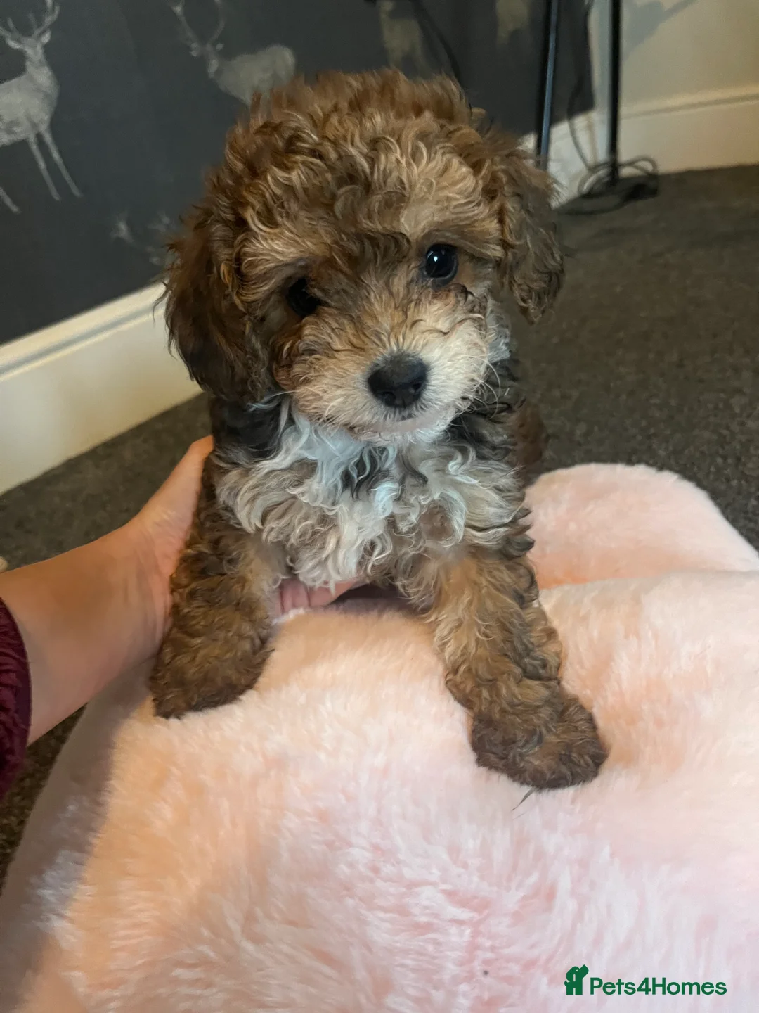 Shihpoo dogs for sale: Imperial Shitzu x toy poodle (3/4 Toy Poodles )    - Advert 1