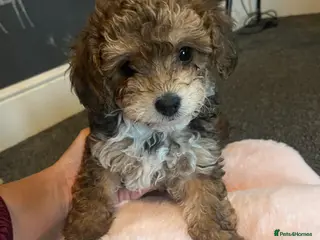 Shihpoo dogs Imperial Shitzu x toy poodle (3/4 Toy Poodles) - Advert 14