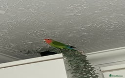 Lovebirds birds for sale: Breeding pair of lovebirds - Image 4