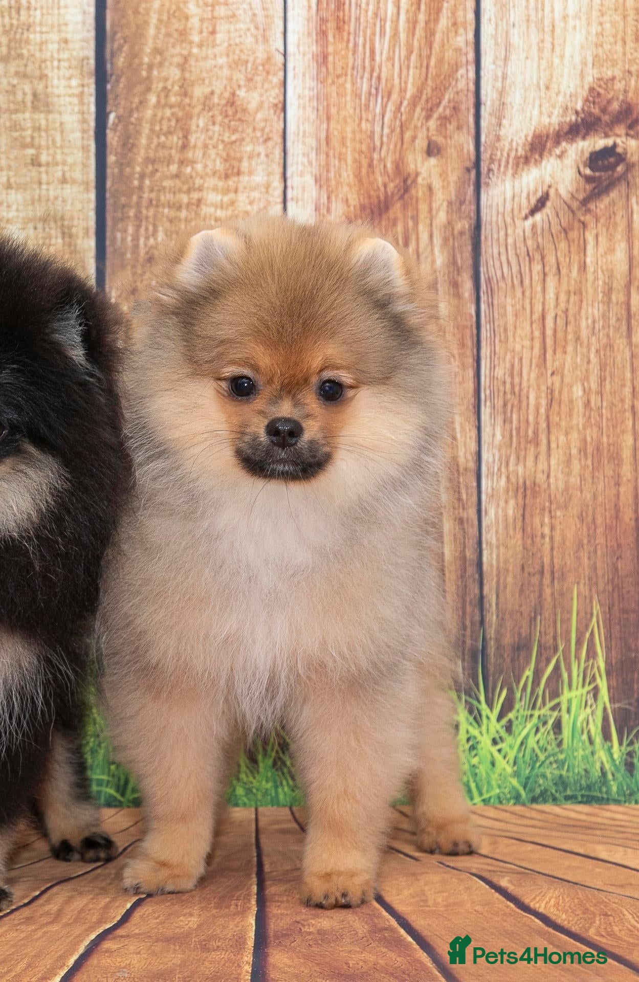 Pomeranian dogs Pom boys from 5⭐ licensed breeder - Advert 5