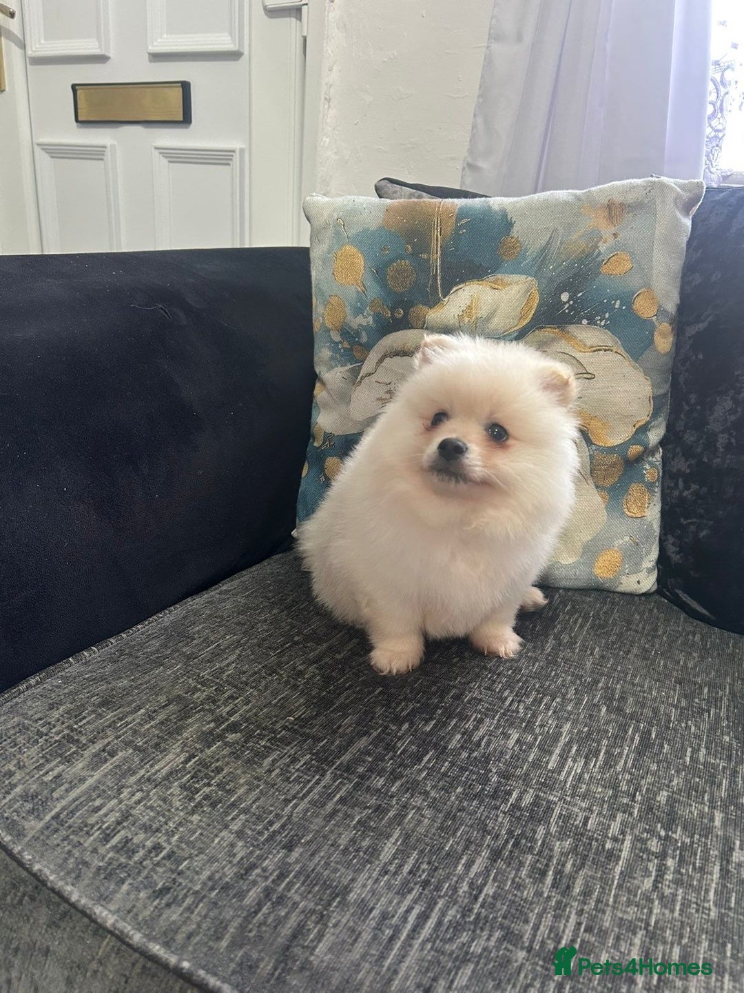 Pomeranian dogs for sale: POMERANIAN BOY  - Advert 2