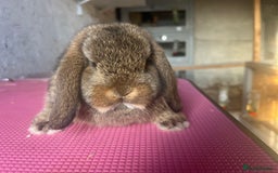 Mini Lop rabbits for sale: Pure mini lop  - Advert 2