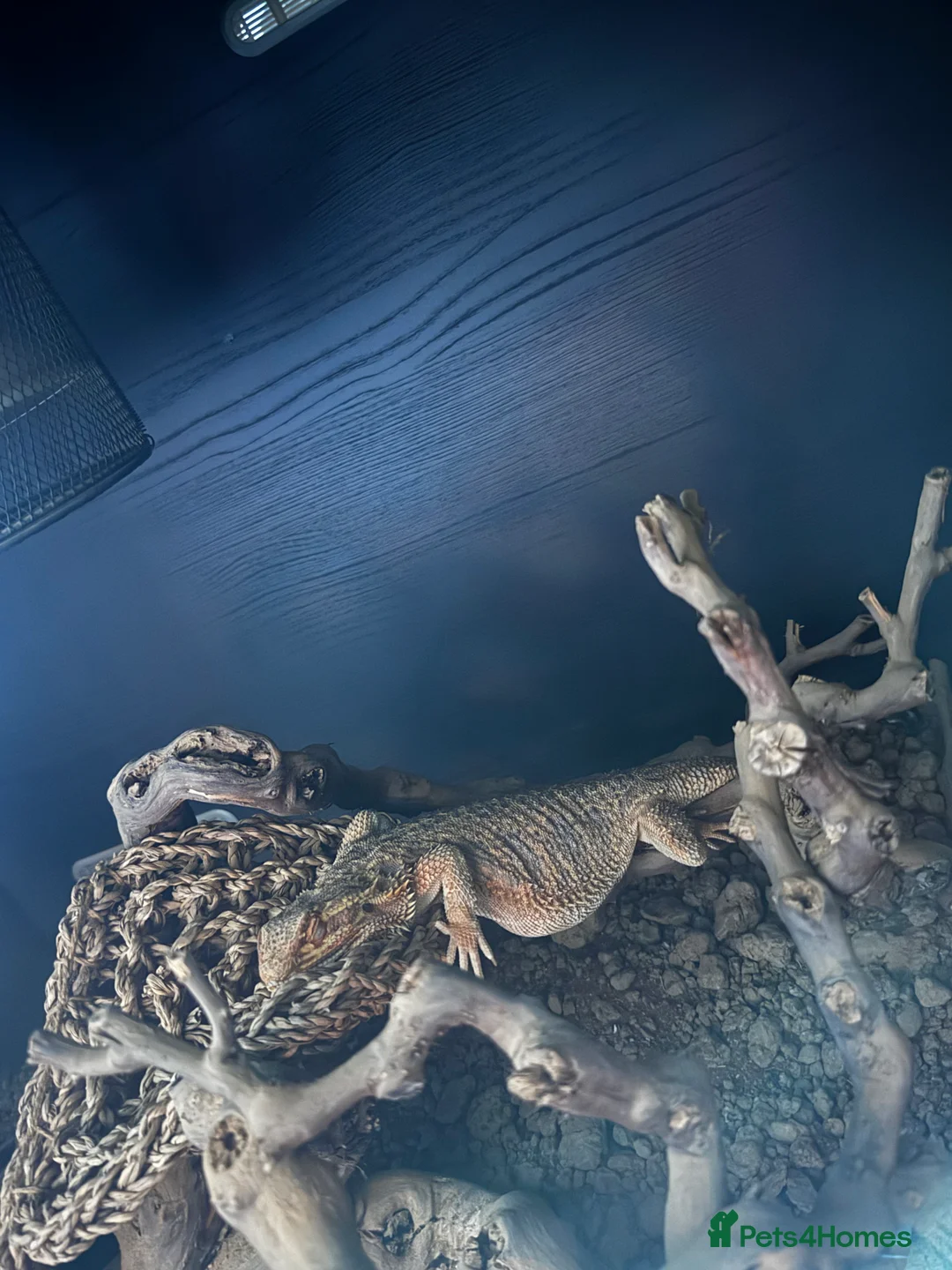 Bearded Dragon reptiles for sale: Two bearded dragons for sale - Advert 5