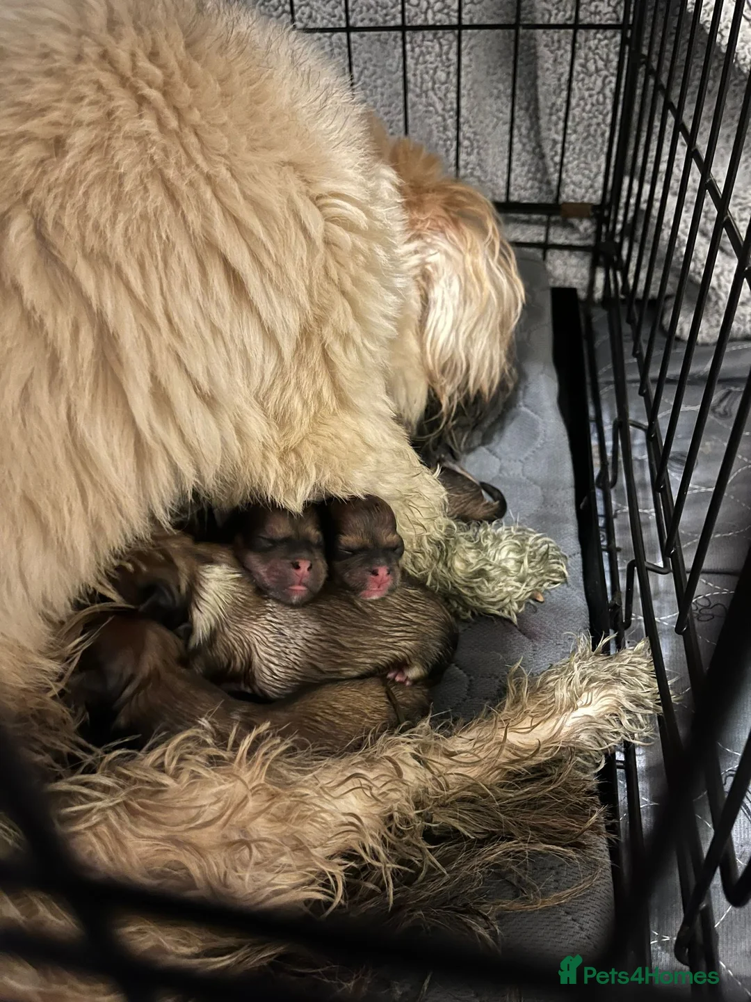 Lhasa Apso dogs for stud: Gorgeous proven pedigree Lhasa Apso for stud in Pontefract - Advert 15