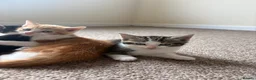 Domestic Shorthair cats for sale: 3x kittens available for loving forever home - Advert 9
