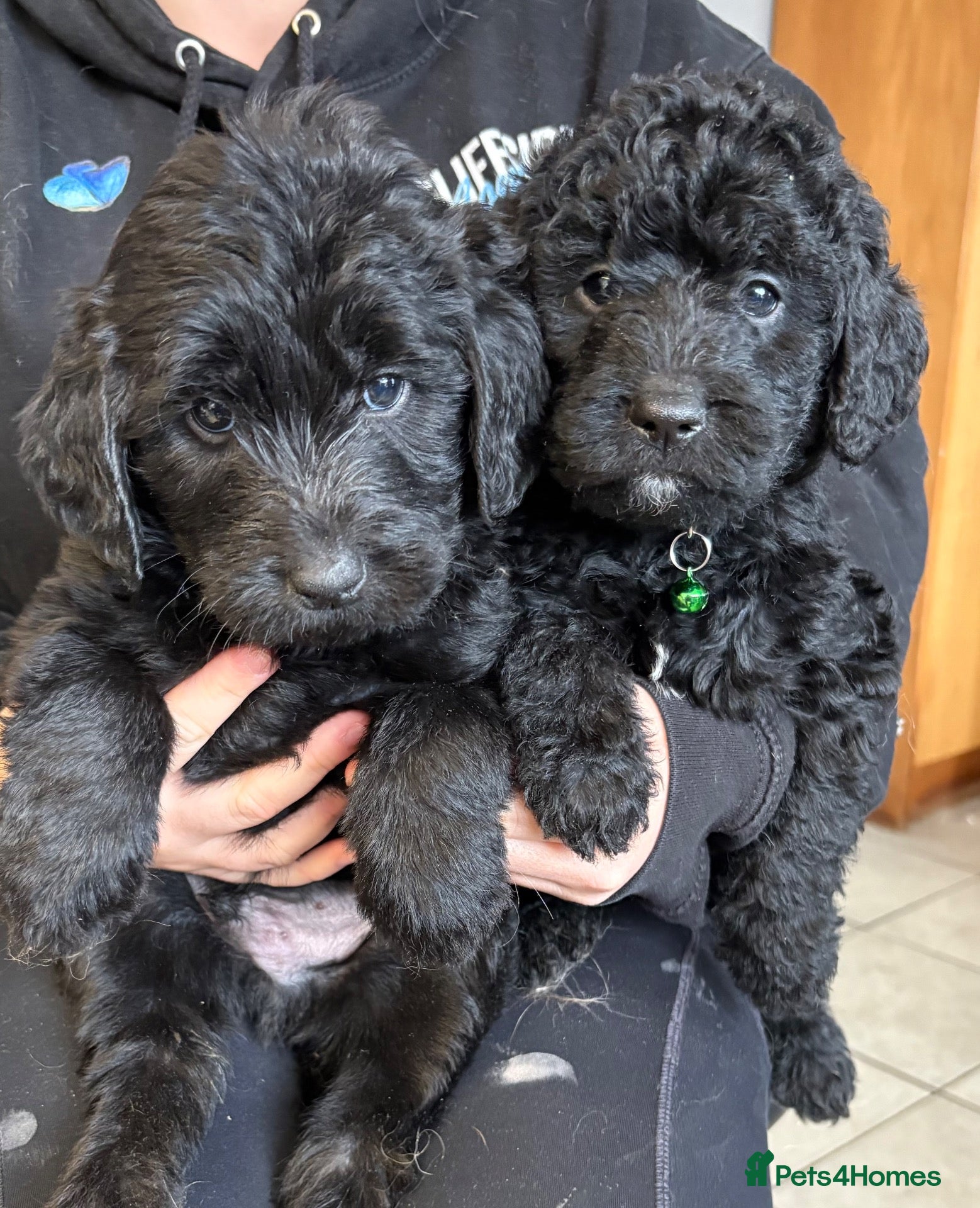 Labradoodle dogs for sale: Outstanding Litter Of 9 F1B Labradoodles 🐶 - Advert 2