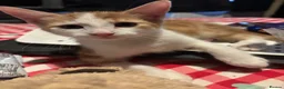 Mixed Breed cats for sale: 6 beautiful kittens  in Nottingham - Advert 18