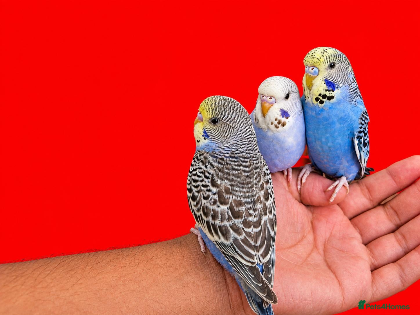 Budgerigars birds Super silly hand tamed baby budgies  - Advert 7