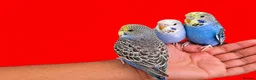 Budgerigars birds for sale: Super silly hand tamed baby budgies  - Advert 2