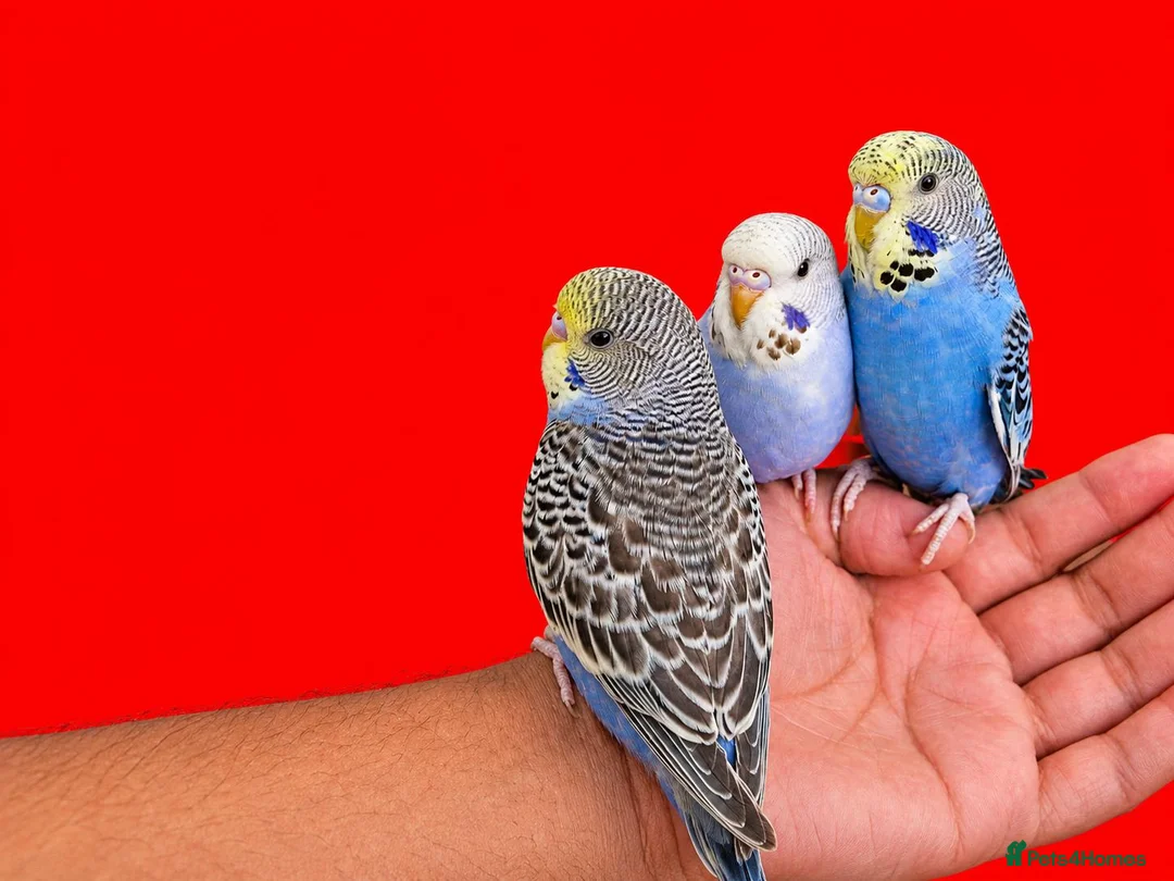 Budgerigars birds for sale: Super silly hand tamed baby budgies  - Advert 2