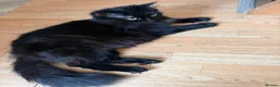 Mixed Breed cats for sale: Kittens for good homes - Advert 3