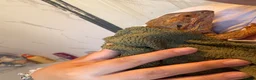 Bearded Dragon reptiles for sale: Female bearded dragon  - Advert 9