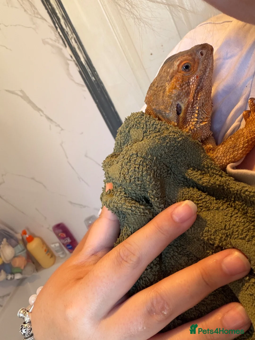 Bearded Dragon reptiles for sale: Female bearded dragon  - Advert 9