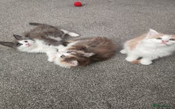 Maine Coon cats for sale: Maine Coon Kittens purebred – READY NOW - Image 39