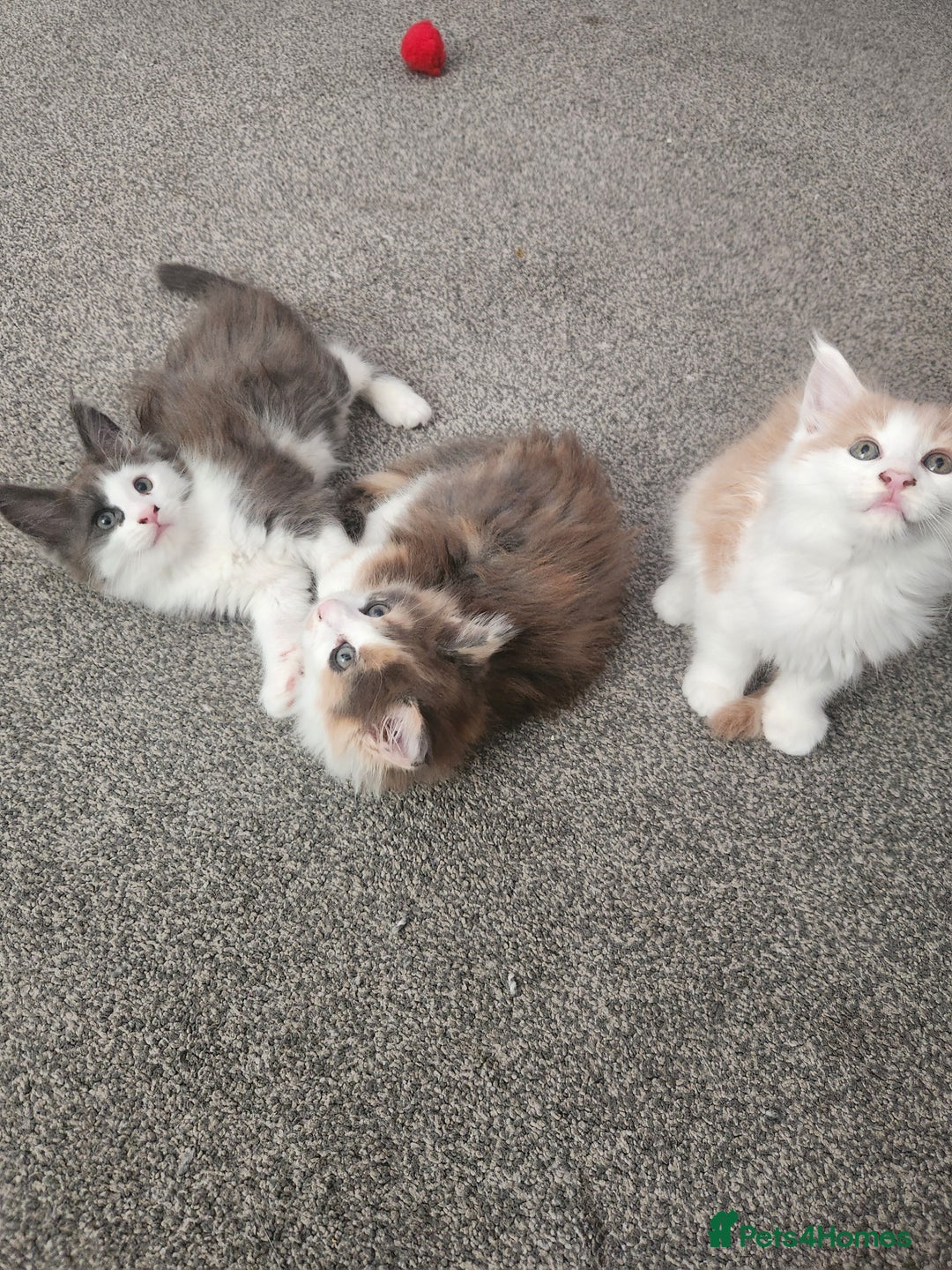 Maine Coon cats for sale: Maine Coon Kittens purebred – READY NOW - Image 39