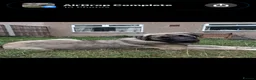 Mixed Breed dogs for adoption:  sandy  6 months Macedonian rescue pups - Advert 2
