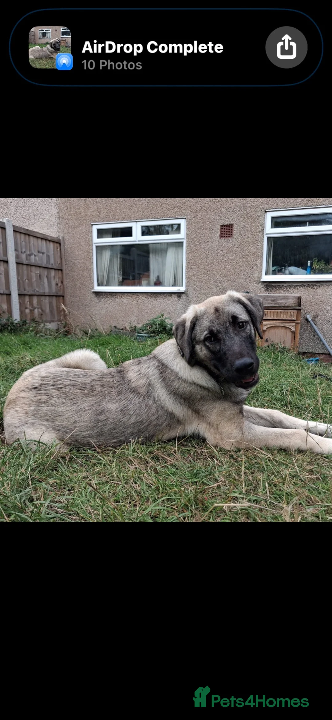 Mixed Breed dogs for adoption:  sandy  6 months Macedonian rescue pups - Advert 2
