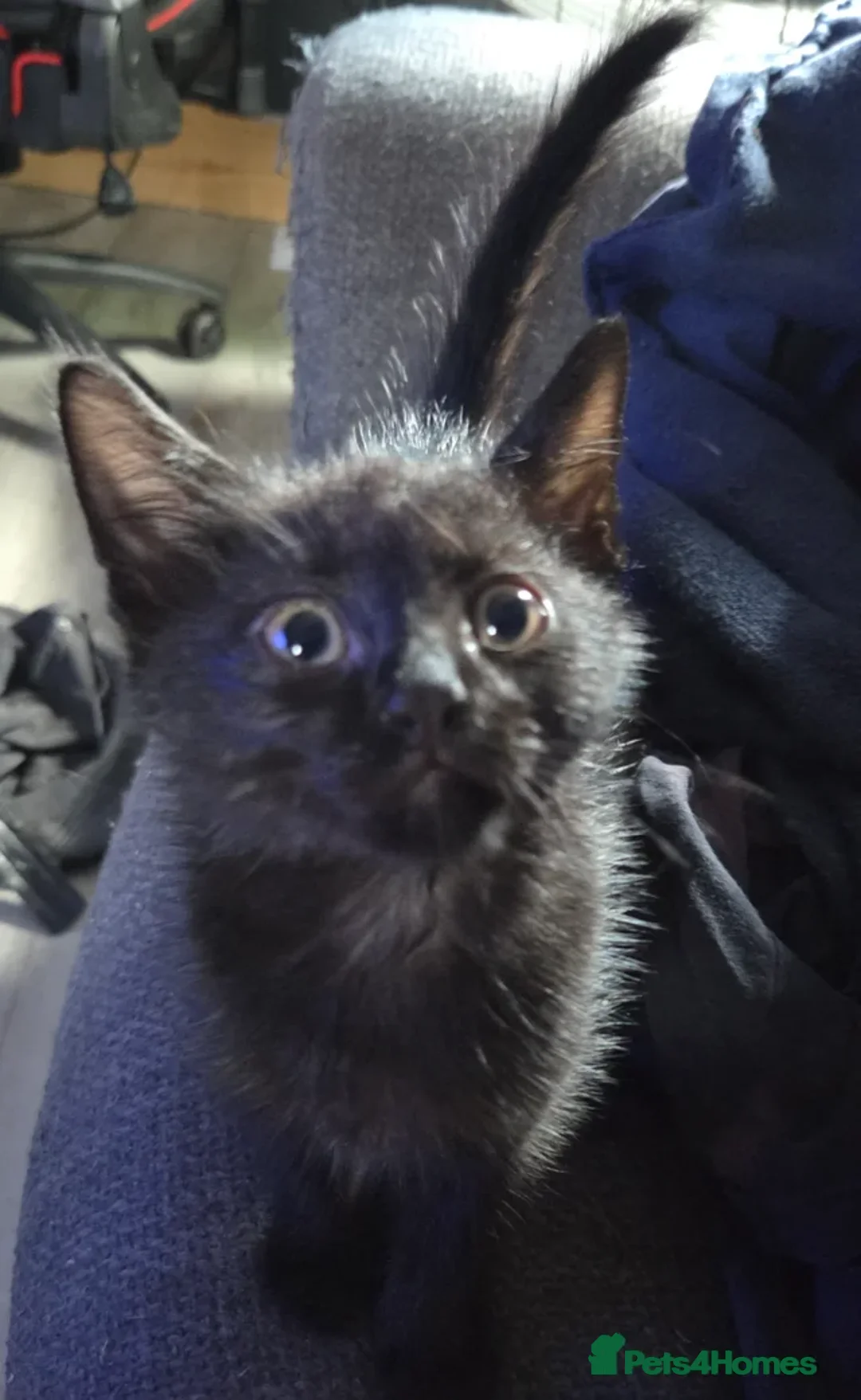 Mixed Breed cats for sale: 5 Beautiful and friendly tuxedo kittens - Advert 2