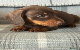 Miniature Dachshund dogs for sale: Top quality mini smooth dachshunds - Image 2
