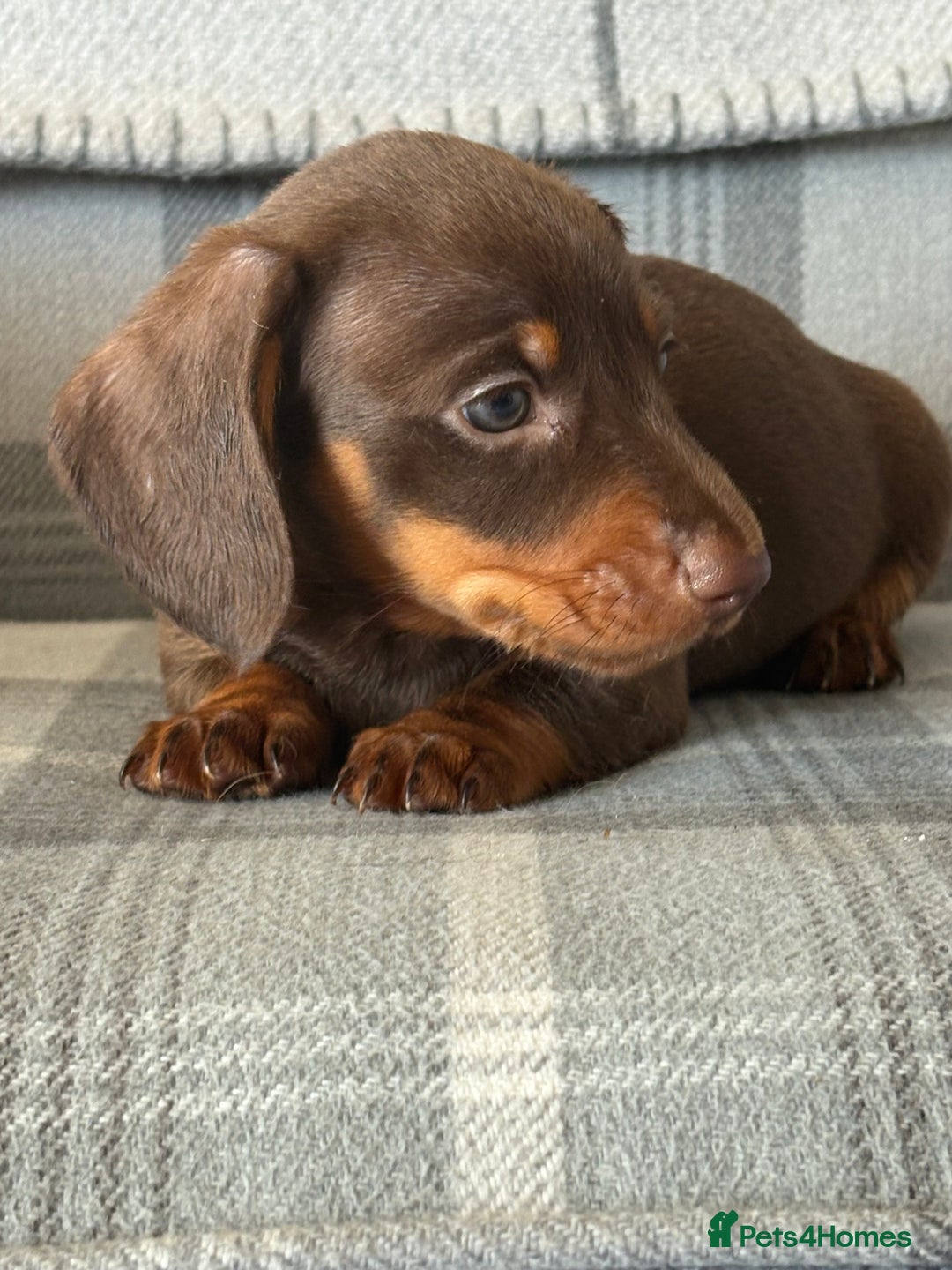 Miniature Dachshund dogs for sale: Top quality mini smooth dachshunds - Image 2