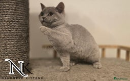 British Shorthair cats for sale: GORGEOUS GCCF REG TEDDYS 🐻🧸 READY TO LEAVE ❗️❗️ - Image 11
