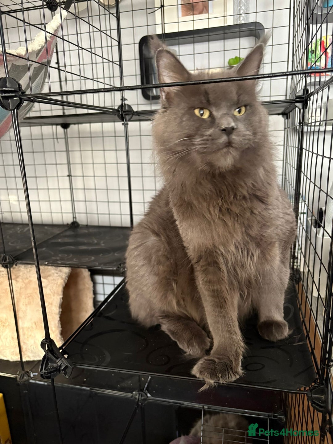 Maine Coon cats for sale: Active TICA GCCF Maine Coon Queen - Advert 1