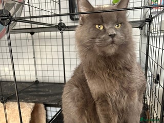 Maine Coon cats Active TICA GCCF Maine Coon Queen - Advert 1