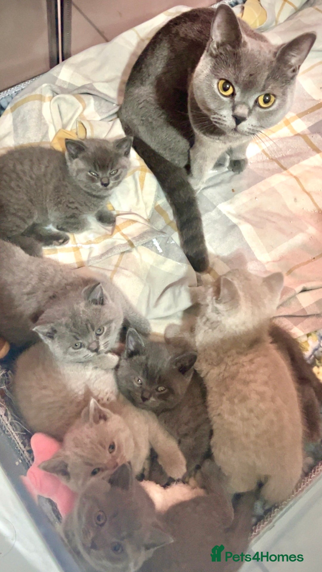 British Shorthair cats for sale: British shorthair kittens - Advert 8