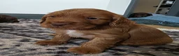 Cocker Spaniel dogs for sale: Stunning Working Cocker Pups KC Reg. - Advert 14