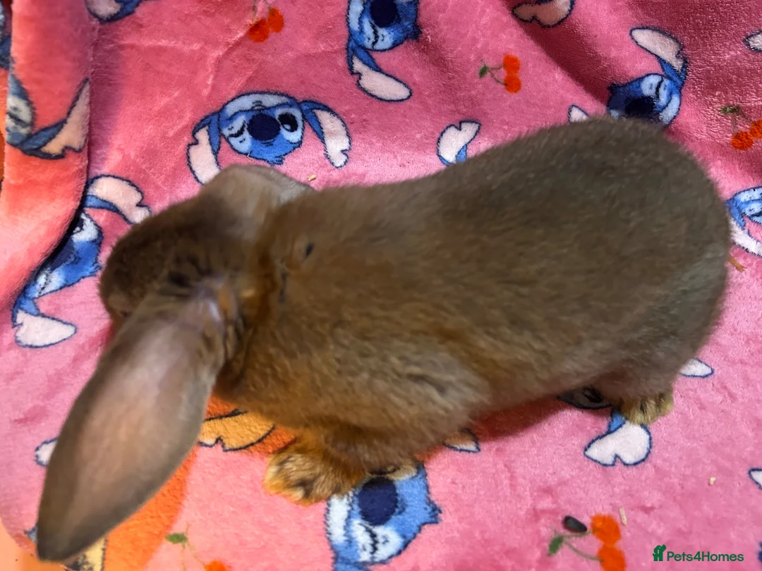 Mini Lop rabbits for sale: Mini-lop Cross in Manchester - Advert 10