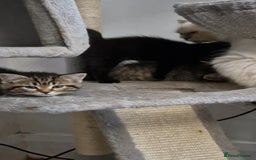 Mixed Breed cats for sale: 2 kittens half British Longhair  - Image 6