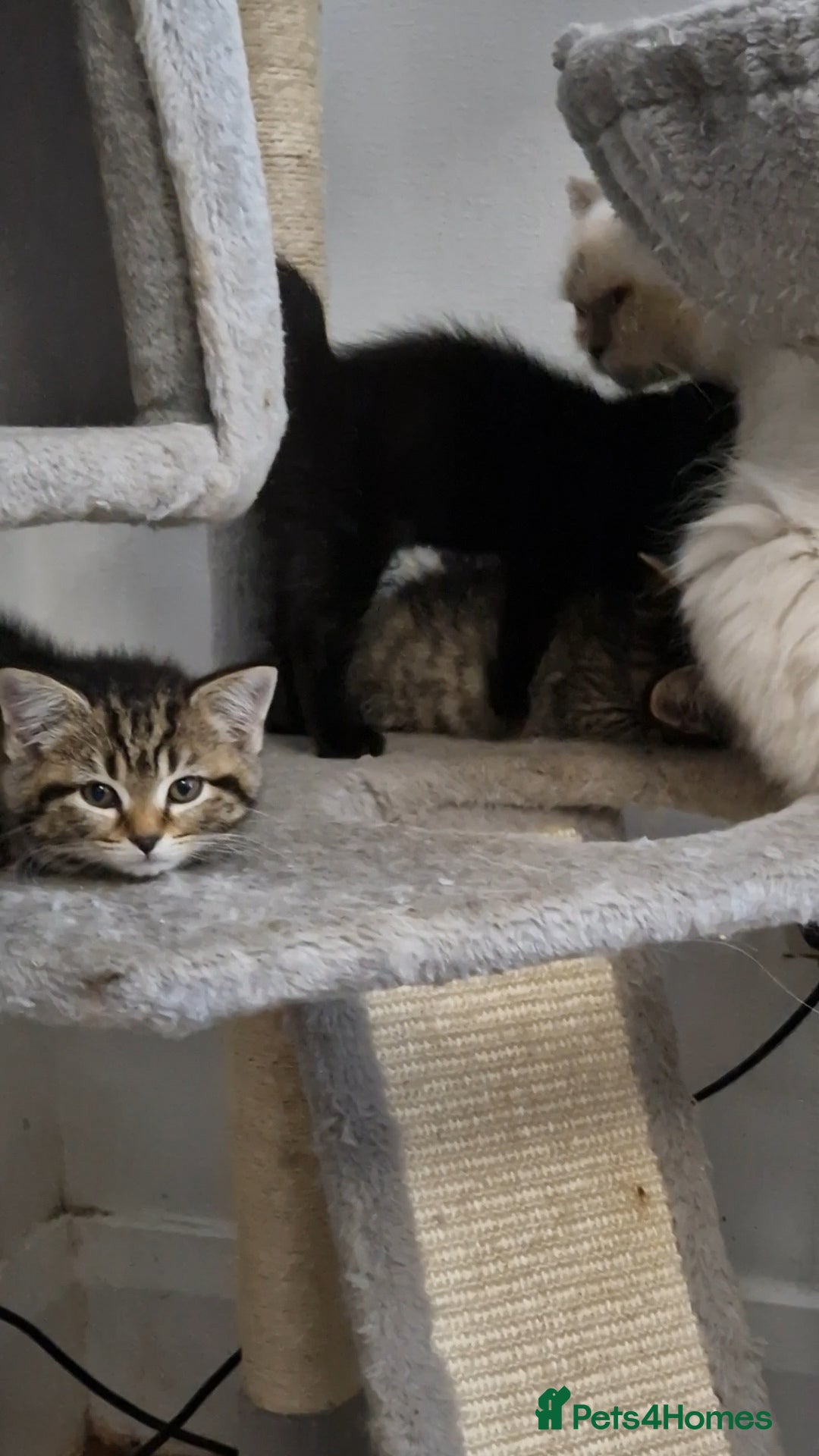 Mixed Breed cats for sale: 2 kittens half British Longhair  - Image 6