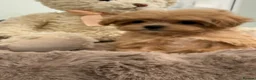 Maltipoo dogs for sale: Korean lined, f1. Fully dna & health tested   - Advert 10