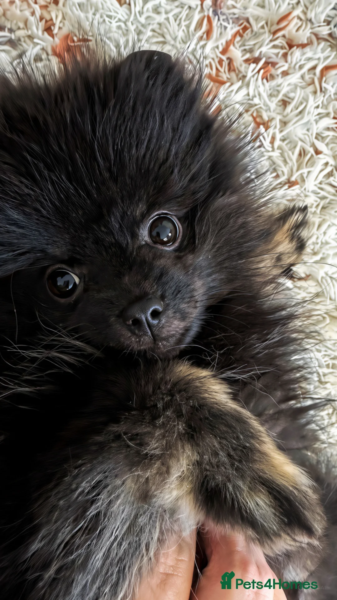 Pomeranian dogs for sale: Pomeranian boy in Kilmarnock - Advert 2