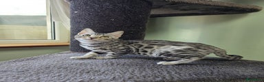 Bengal Kitten 8