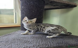 Bengal cats for sale:  Outstanding Quality Bengal kittens ready to leave - Image 20