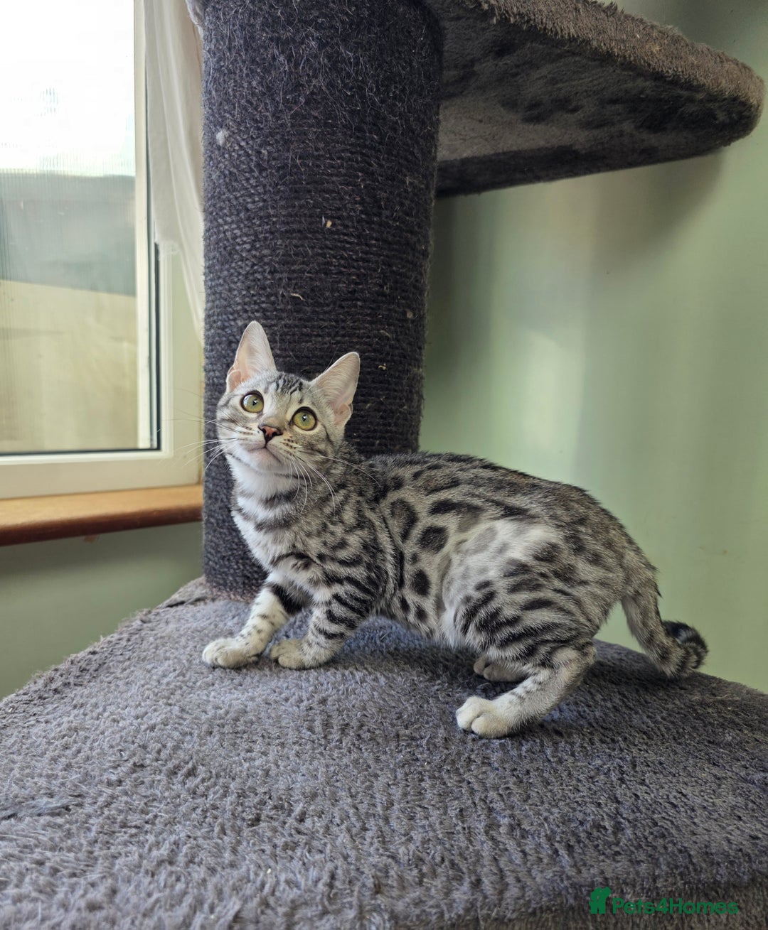 Bengal cats for sale:  Outstanding Quality Bengal kittens ready to leave - Image 20