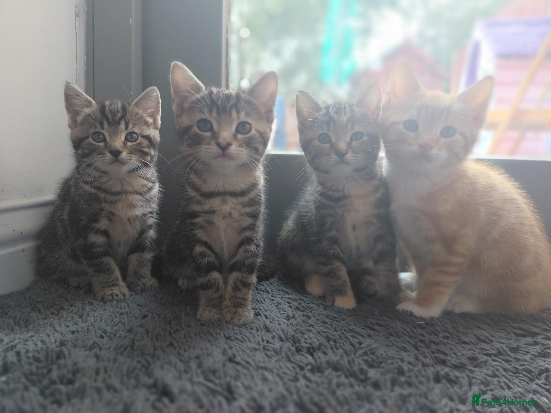Mixed Breed cats 4 sweet kittens for sale  - Advert 1