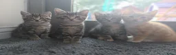 Mixed Breed cats for sale: 4 sweet kittens for sale  in Great Yarmouth - Advert 1