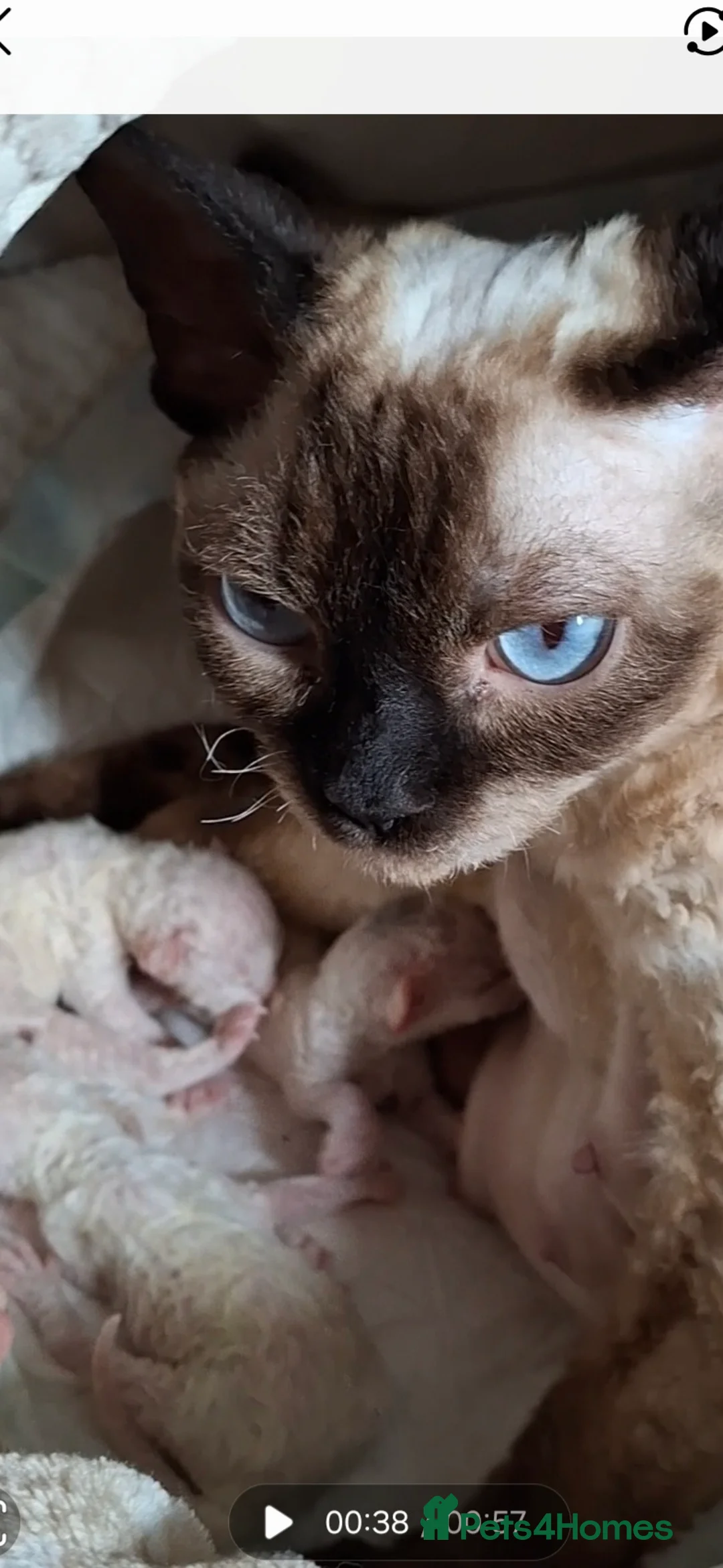 Devon Rex cats for sale: Pedigree Devon Rex Kittens - Advert 2