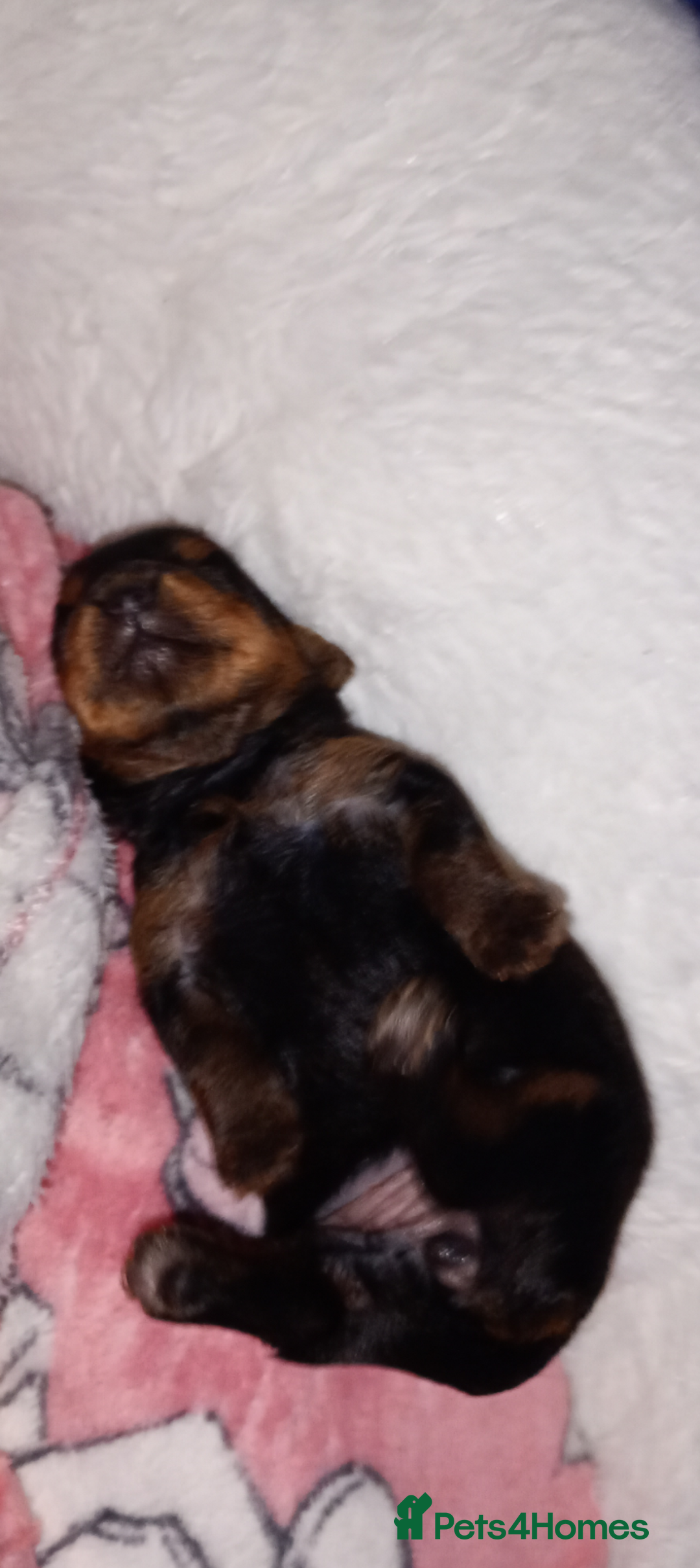 Yorkshire Terrier dogs for sale: Miniature Yorkshire terriers. Champion bloodline. - Image 5