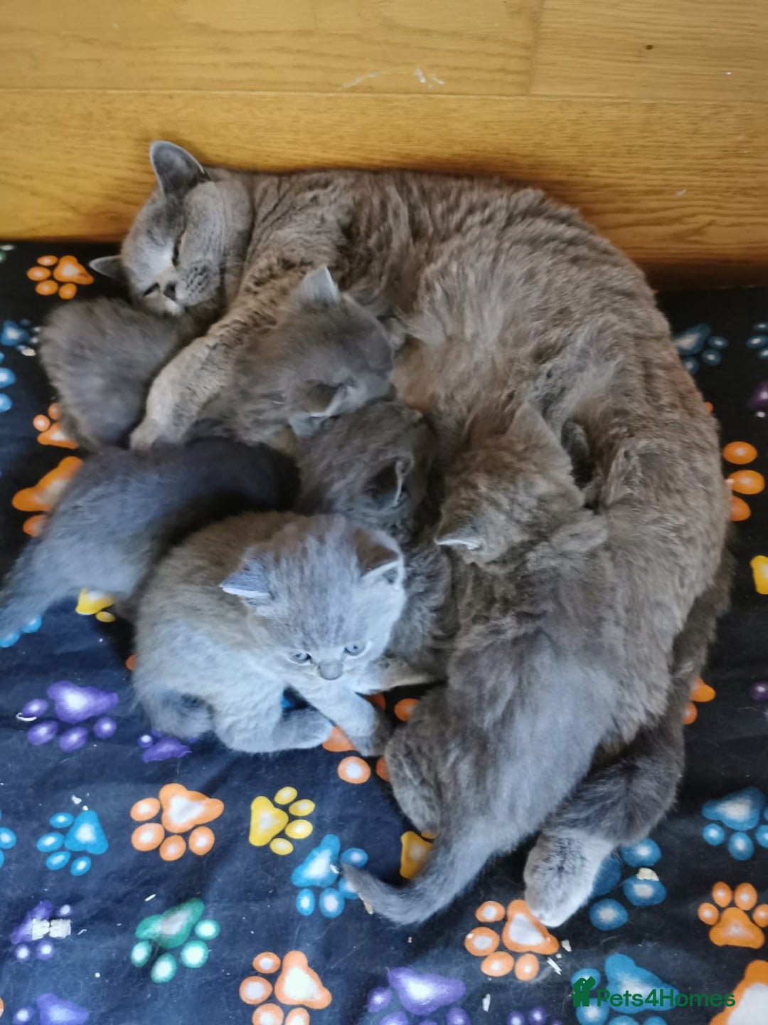 British Shorthair cats for sale: REDUCED LAST 4 REMAINING! TICA BRITISH SHORTHAIRS - Image 14