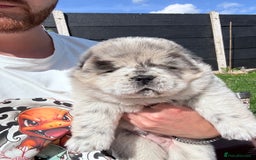 Chow Chow dogs for sale: Last 2 Beautiful chow chow puppies - Image 18